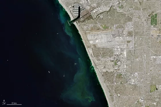 satellite image of Los Angeles coastline showing streaks of green algae in dark blue ocean water