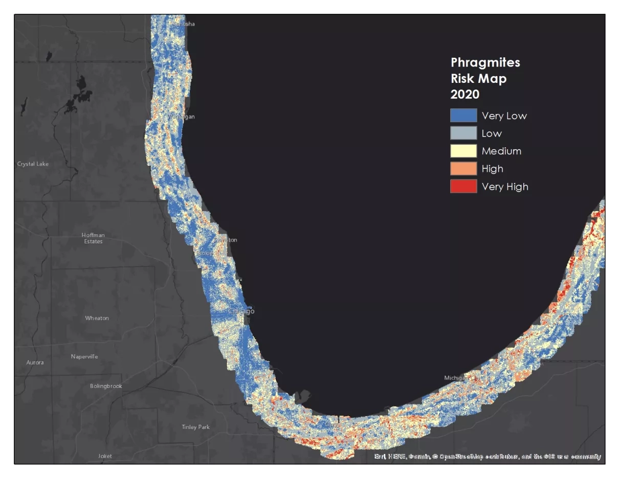 Risk map of Phragmites australis within a 6-mile buffer of southern Lake Michigan for the year 2020.