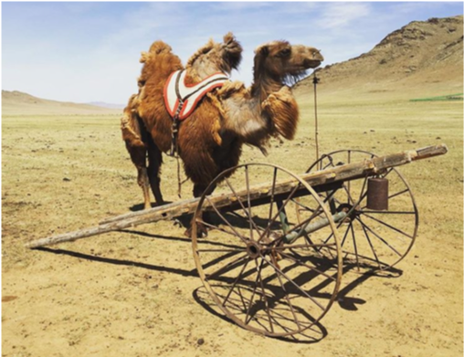 Photo of camel in Mongolia