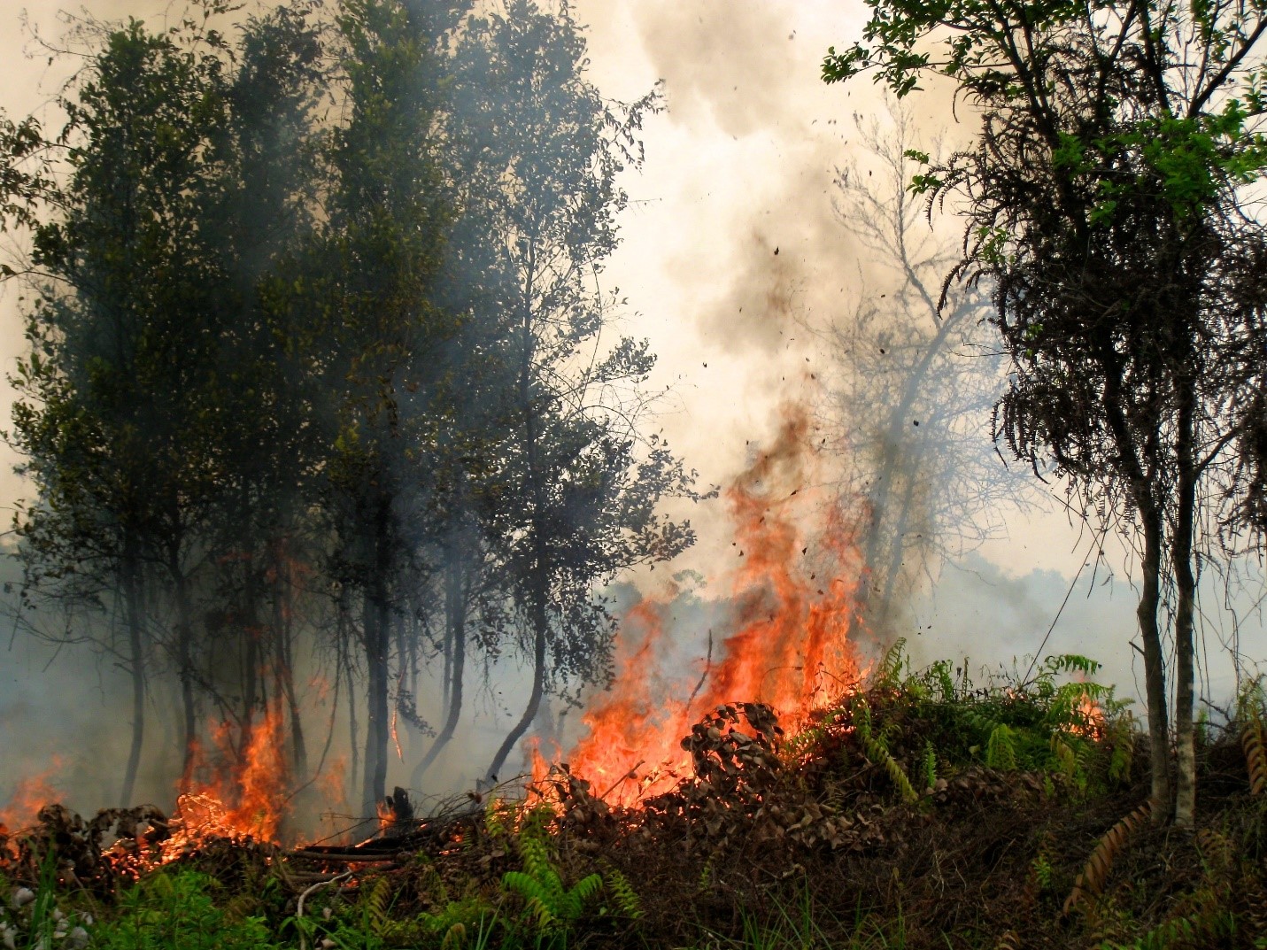 Fires rage in Palangkaraya, Central Kalimantan, Indonesia in this 2015 photo. Credit: Rini Sulaiman/CIFOR Creative Commons License by-nc-nd/2.0/