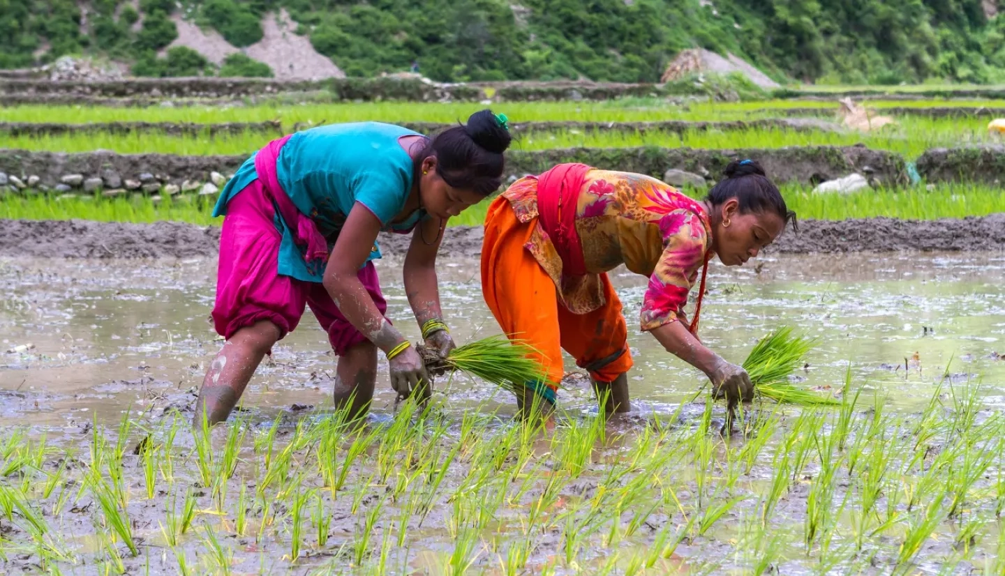 Rice production in Nepal is critically dependent on accurate prediction of monsoon onset.