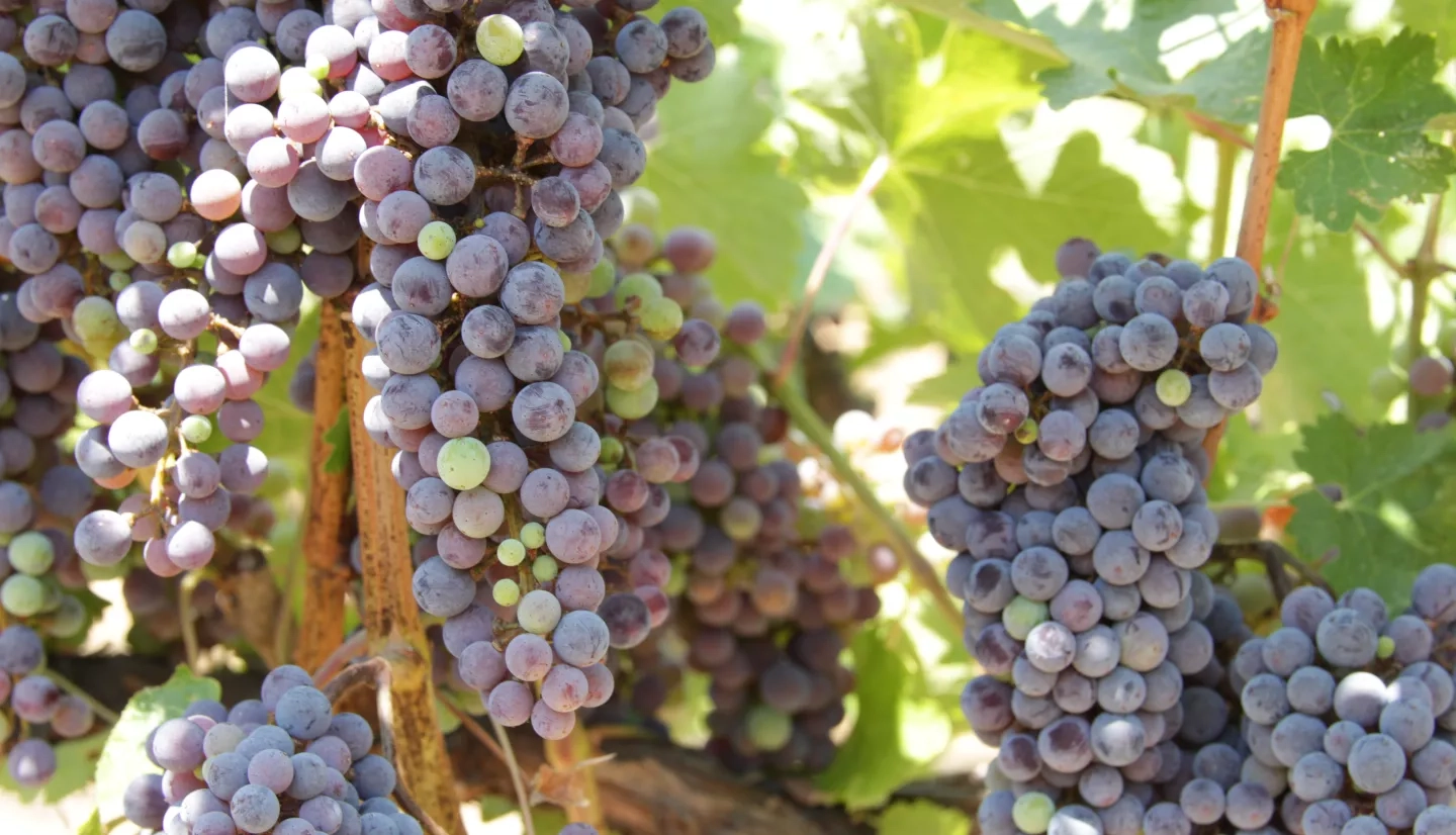 photo of cabernet sauvignon grapes