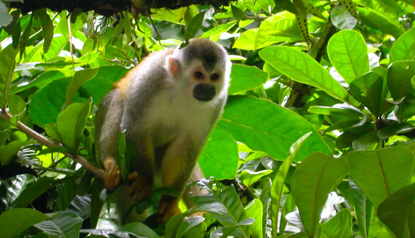 Photo of a Central American Squirrel Monkey in Costa Rica in 2008 