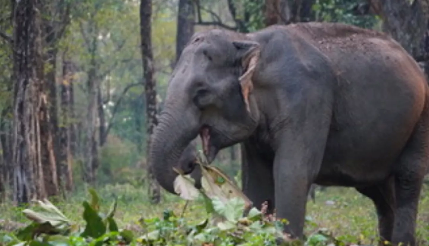 Asian elephant in Bhutan