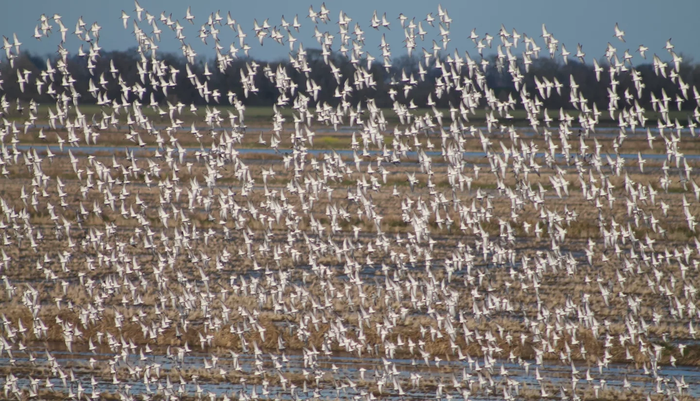 birds flying over flooded fields