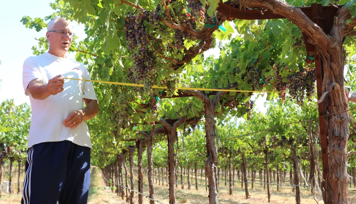 Photo of man, Bill Kustas, measuring vine in vineyard