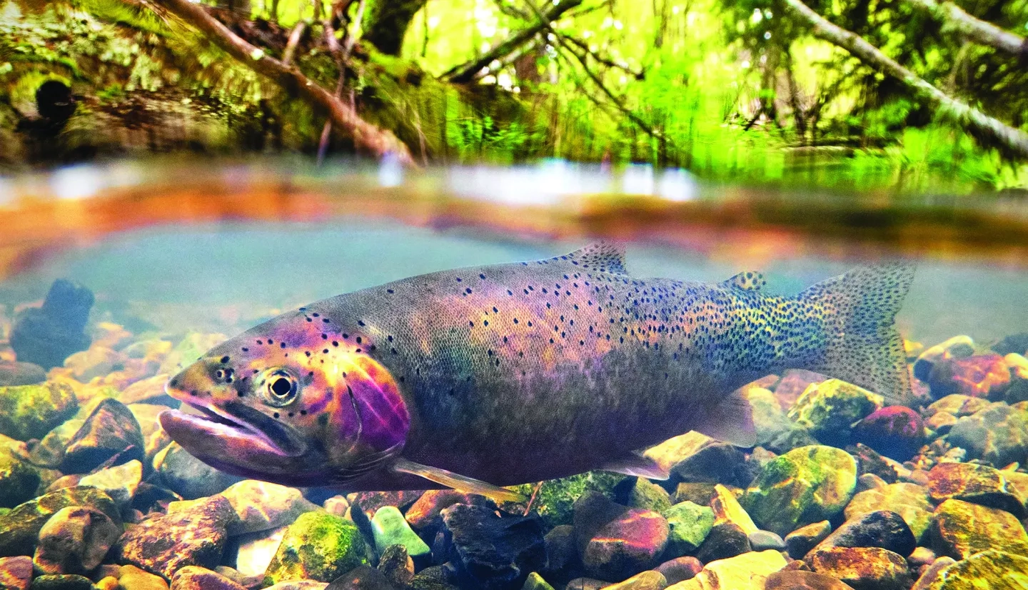 Trout in pool of water
