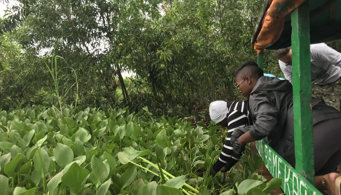 Two people inspecting water hyacinths