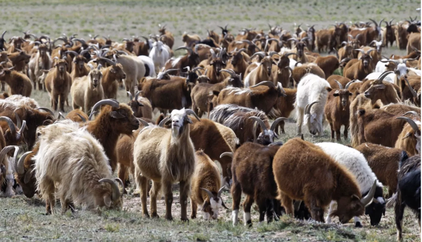 photo of goats in Mongolia