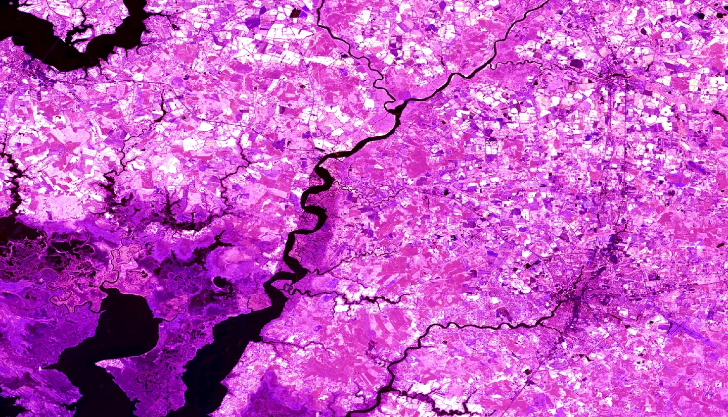 The image displays vegetation indices derived from summer 2021 Landsat 8 OLI data. NDVI, MSAVI, and BI were calculated to create a land cover classification in the Chesapeake Bay. Water is displayed as black, dark purple represents wetlands, and white highlights agricultural land. Magenta hues represent all other land cover classes. Vegetation indices represented soil moisture, wetlands, and crops, and these maps can be used to display marsh migration and loss of croplands.​