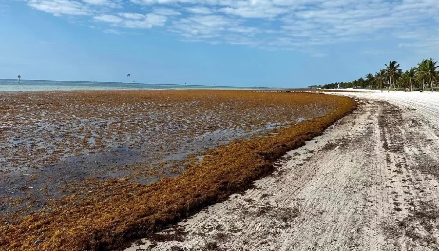 Beneath a clear blue sky, the tropical Smathers Beach, Florida is almost completely covered by a blanket of brown Sargassum macroalgae.