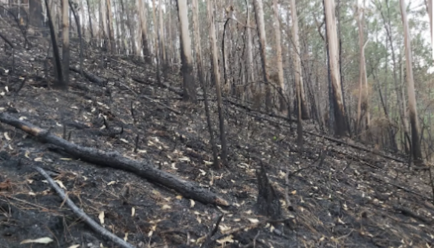 photo of burned trees