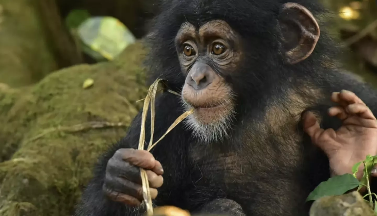 photo of endangered Liberian chimpanzee