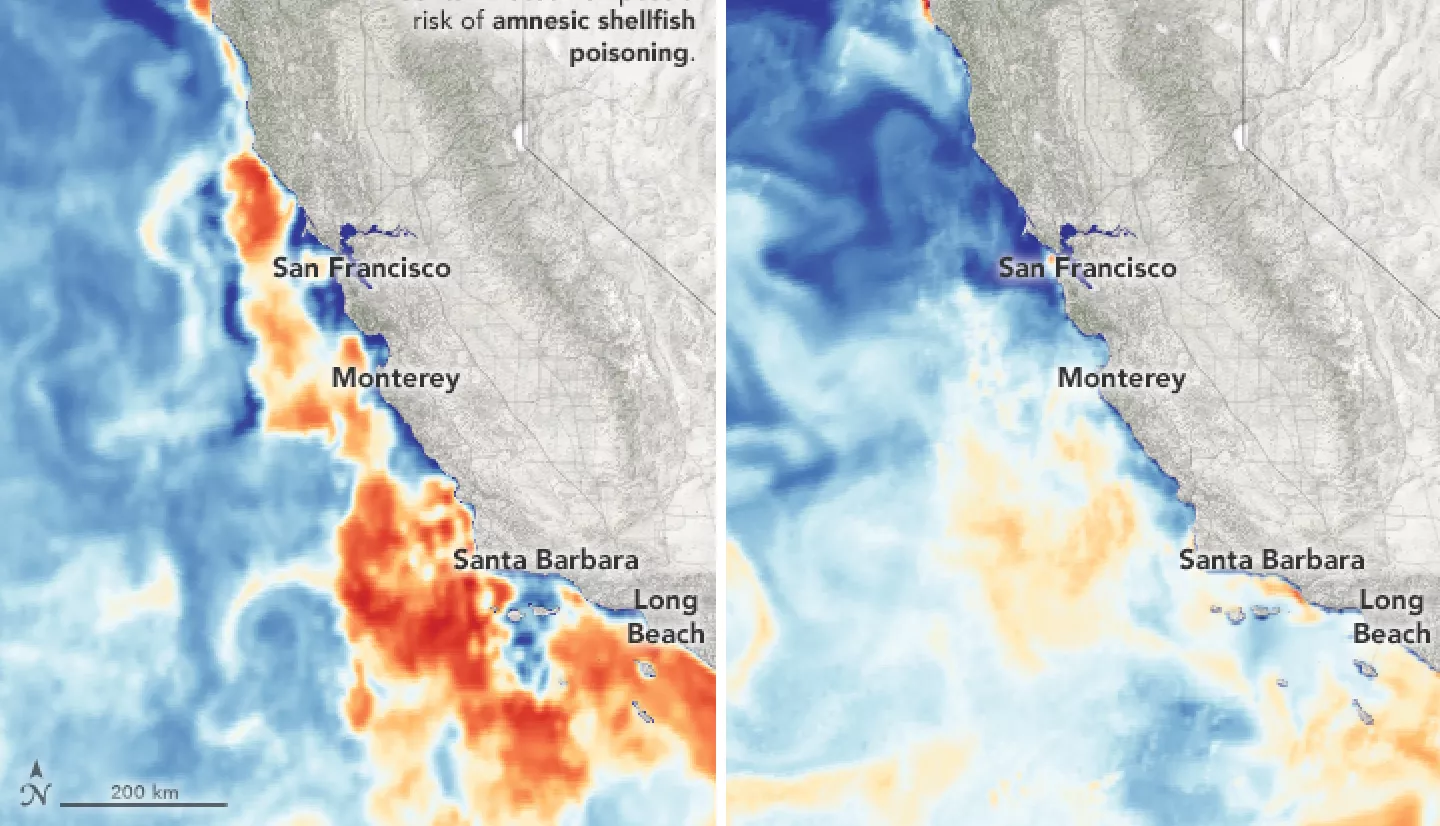 two side-by-side maps of the Calfornia coast show swirls of red and yellow, representing domoic acid, in the blue ocean water