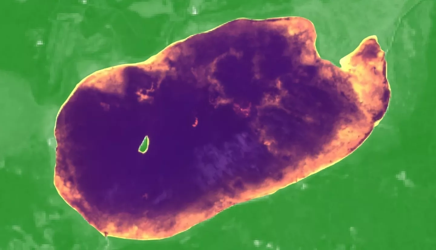 This image shows NDVI (green) derived from June to July 2018 Landsat 8 OLI data overlaid by a 2015 Sentinel-2 MSI composite image (bands 8, 11, 4) clipped to Leech Lake in Minnesota (purple). Emergent northern wild rice is visible in yellow near the lake edges. Partners at the Minnesota Department of Natural Resources can use spectral indices like these to distinguish wild rice from surrounding wetlands and vegetation.