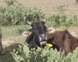 A bull salivating, with thorns and wounds in his mouth, after eating the spiny fruit of a prickly pear cactus.
