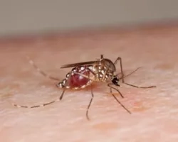 Female Aedes aegypti mosquito