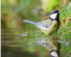 Cover image for report of bird standing in water