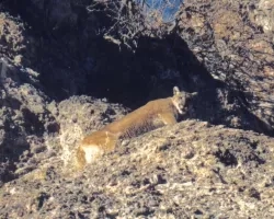 photo of cougar in mountain terrain in Utah