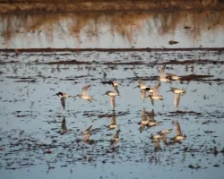 birds flying over flooded fields