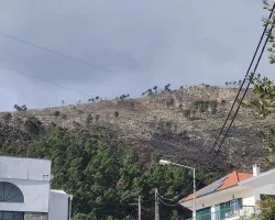 photo of hill showing dead trees after a fire in Portugal