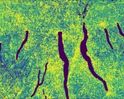 Impervious surface imagery derived from Landsat 9 OLI-2 data. This composite was captured over the Finger Lakes region between April and October of 2022. Blue hues indicate dense vegetation while yellow hues indicate impervious areas. Areas in green indicate agricultural fields of interest to NGOs in the region that aim to prevent the conversion of agricultural lands to urban development.