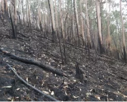 photo of burned trees