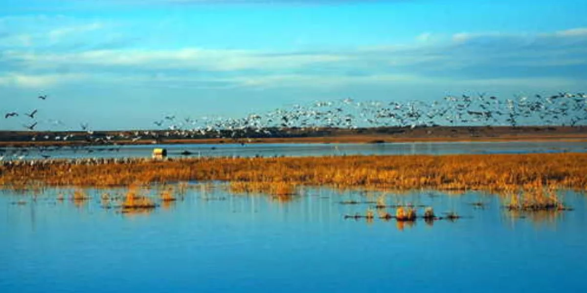 A Bird’s-Eye View on a Critical Habitat | NASA Applied Sciences