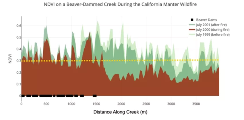 graphic showing effect of beaver dams on fire on a landscape