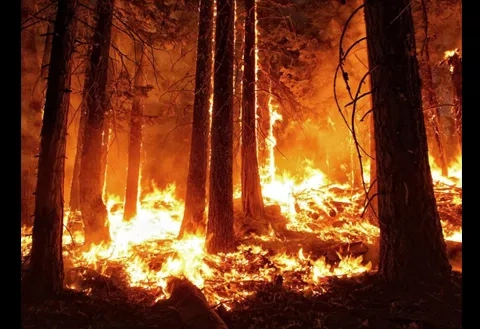 photo of trees on fire
